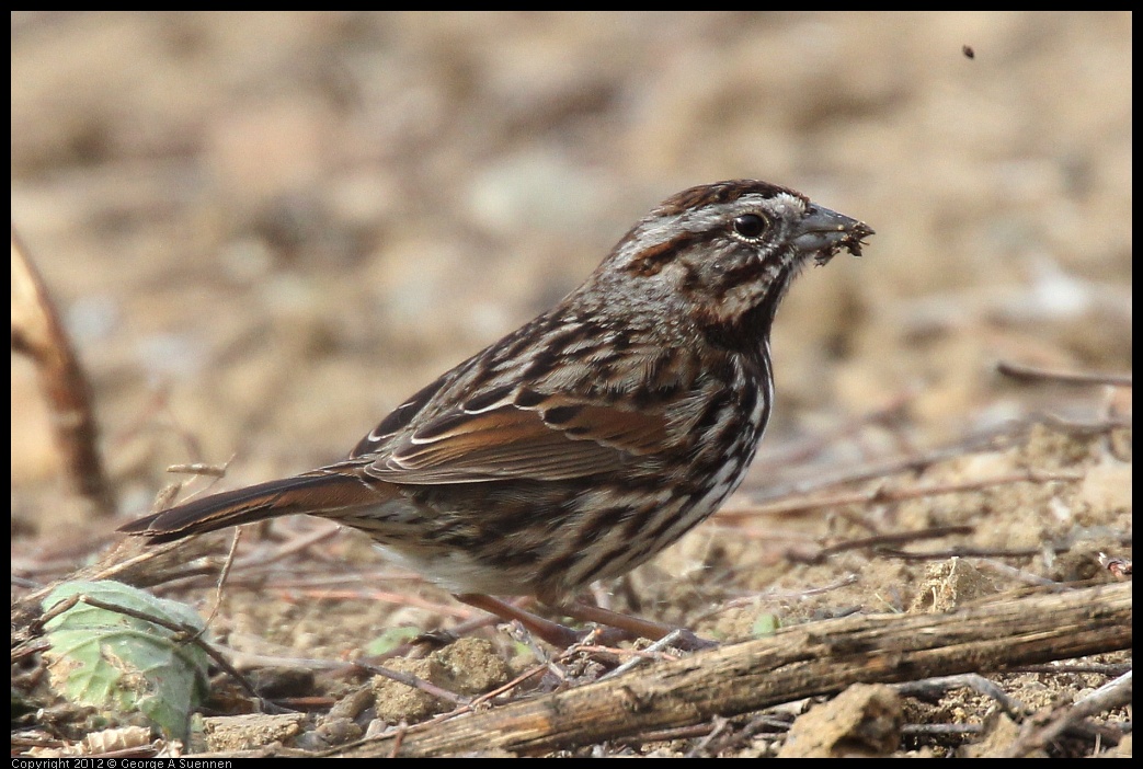 0118-115251-02.jpg - Sparrow