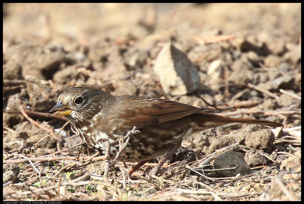 0118-115351-03.jpg - Fox Sparrow