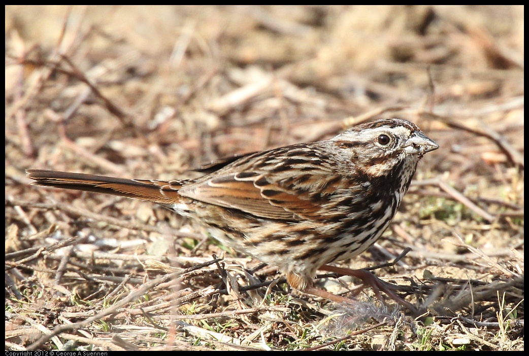 0118-115404-01.jpg - Sparrow