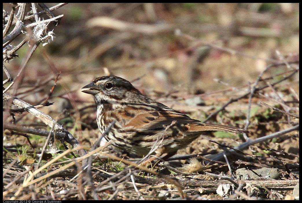 0118-115517-02.jpg - Sparrow