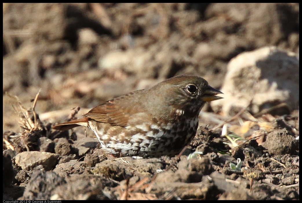 0118-115857-04.jpg - Fox Sparrow