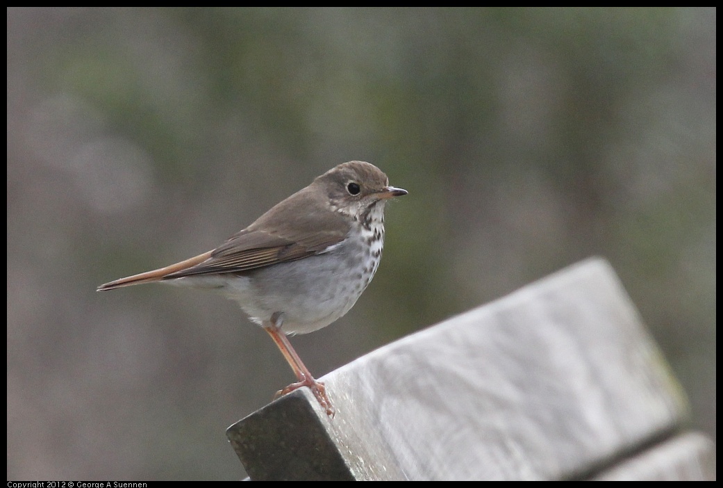 0118-121041-01.jpg - Hermit Thrush