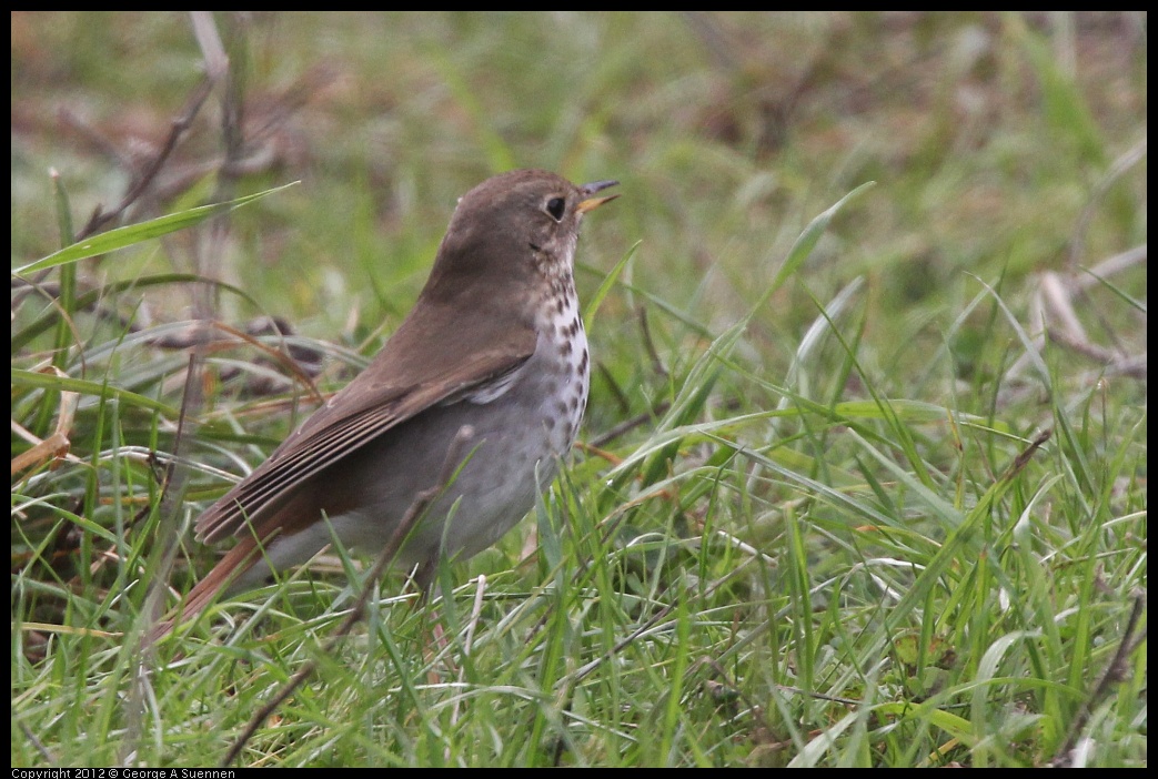 0118-121059-03.jpg - Hermit Thrush