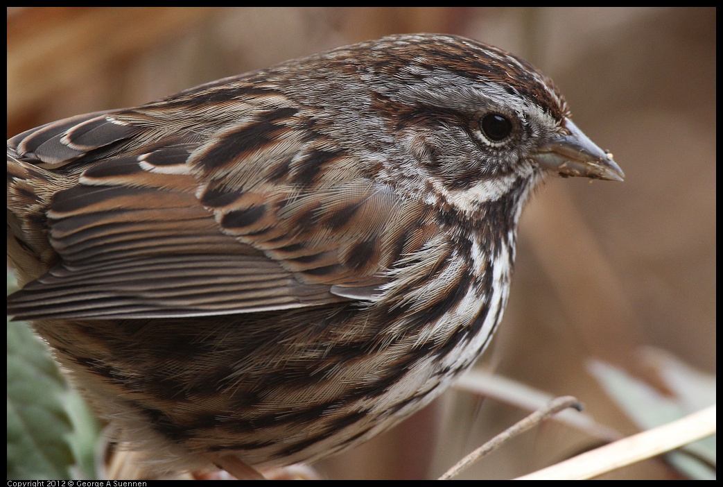 0118-121638-04.jpg - Song Sparrow