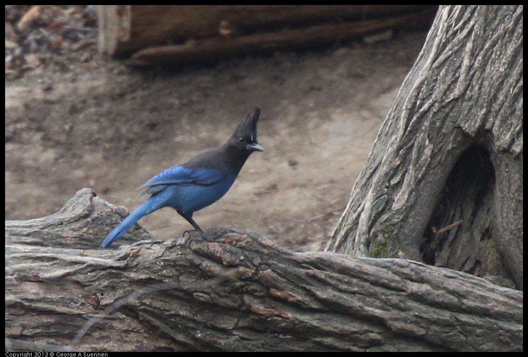 0118-121719-01.jpg - Stellar Jay