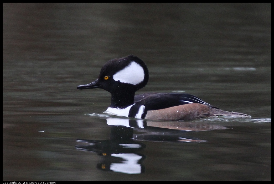 0118-121825-01.jpg - Hooded Merganser