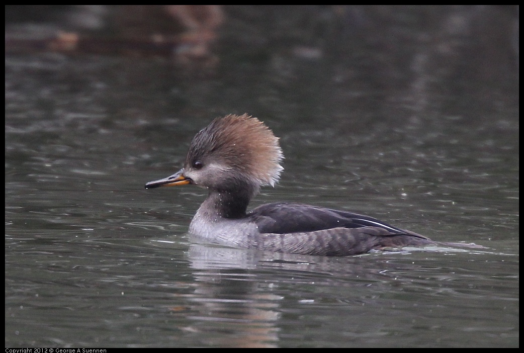 0118-121846-01.jpg - Hooded Merganser