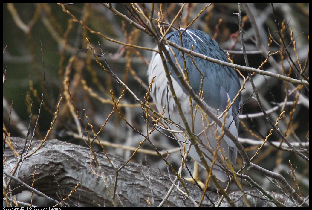 0118-122153-02.jpg - Black-crowned Night Heron