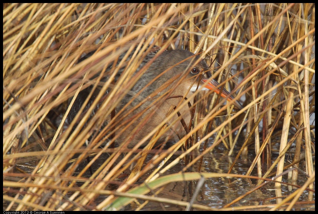 0121-095639-01.jpg - California Clapper Rail