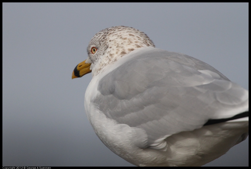 0121-095726-01.jpg - Ring-billed Gull