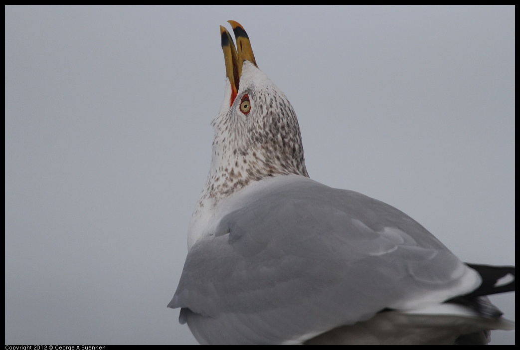 0121-100000-02.jpg - Ring-billed Gull