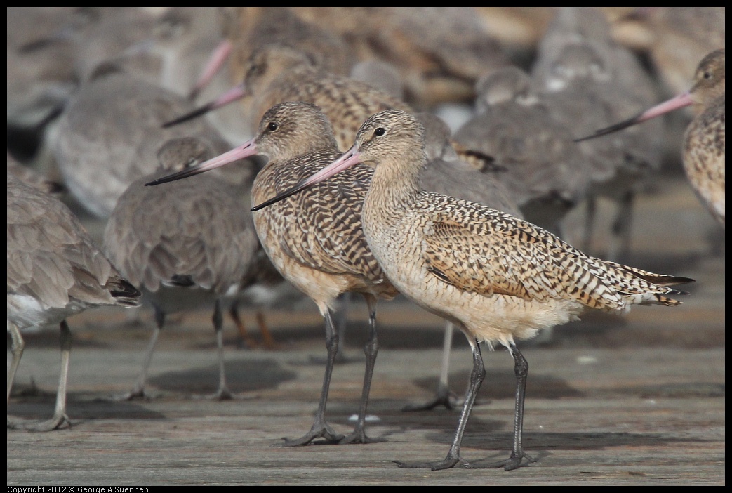 0121-100659-01.jpg - Marbled Godwits