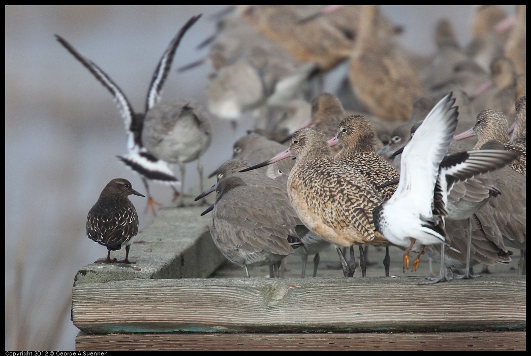 0121-100749-01.jpg - Black Turnstone