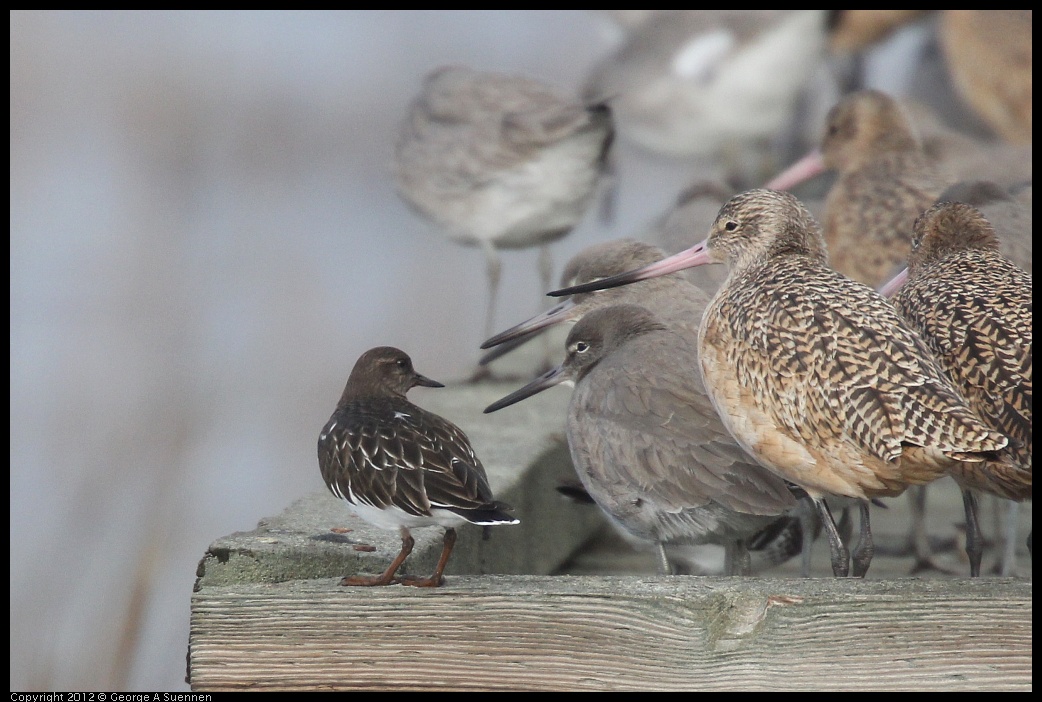 0121-100755-02.jpg - Black Turnstone