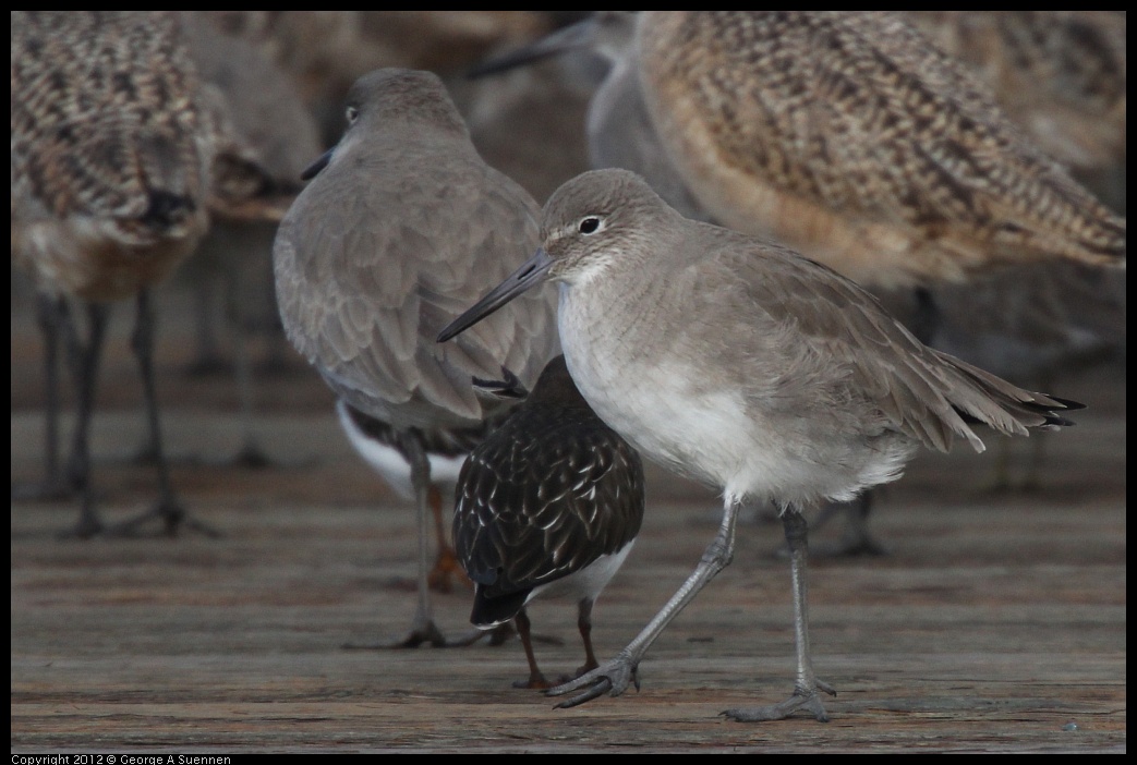 0121-100803-01.jpg - Willet and Black Turnstone