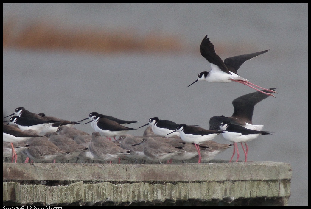 0121-100951-02.jpg - Black-necked Stilt