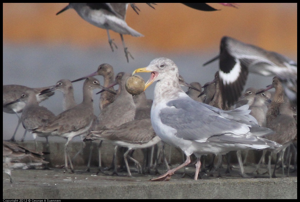 0121-101726-03.jpg - Glaucous-winged Gull