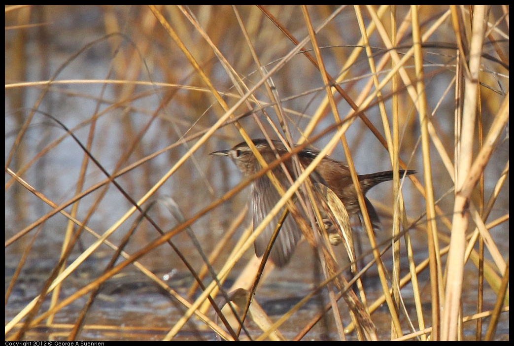 0121-102030-01.jpg - Marsh Wren