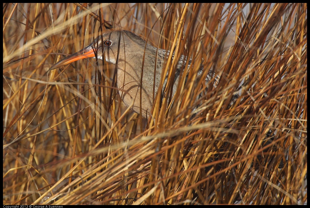 0121-102100-02.jpg - California Clapper Rail