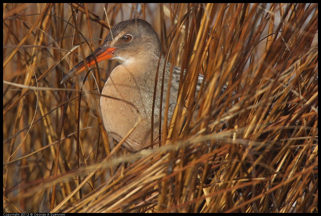 0121-102102-03.jpg - California Clapper Rail