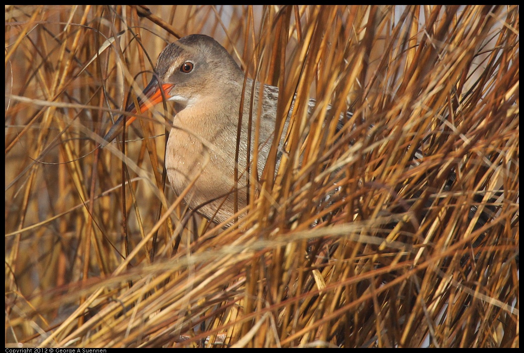 0121-102103-01.jpg - California Clapper Rail