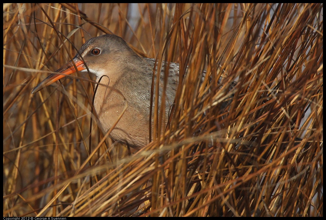 0121-102104-01.jpg - California Clapper Rail