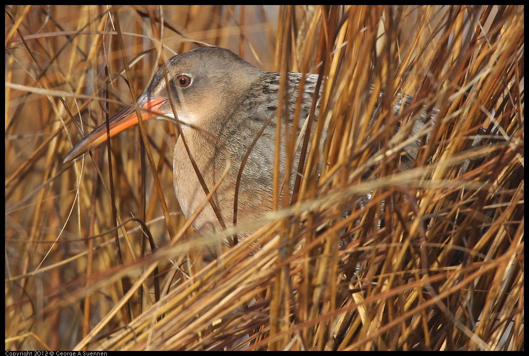 0121-102106-01.jpg - California Clapper Rail