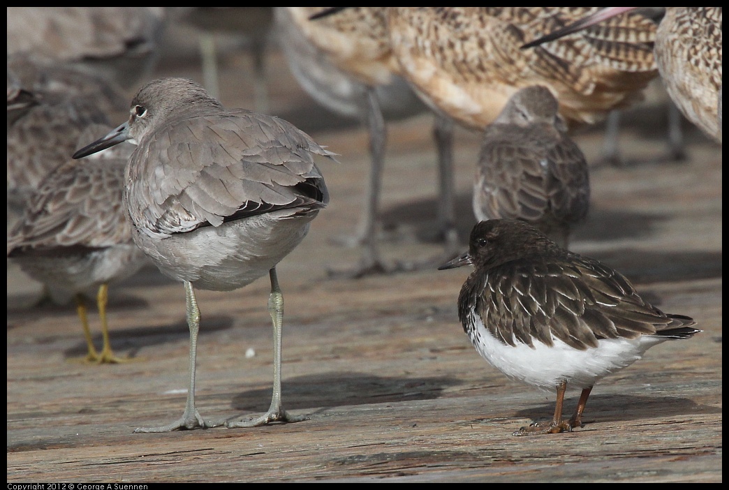 0121-102531-02.jpg - Willet and Black Turnstone