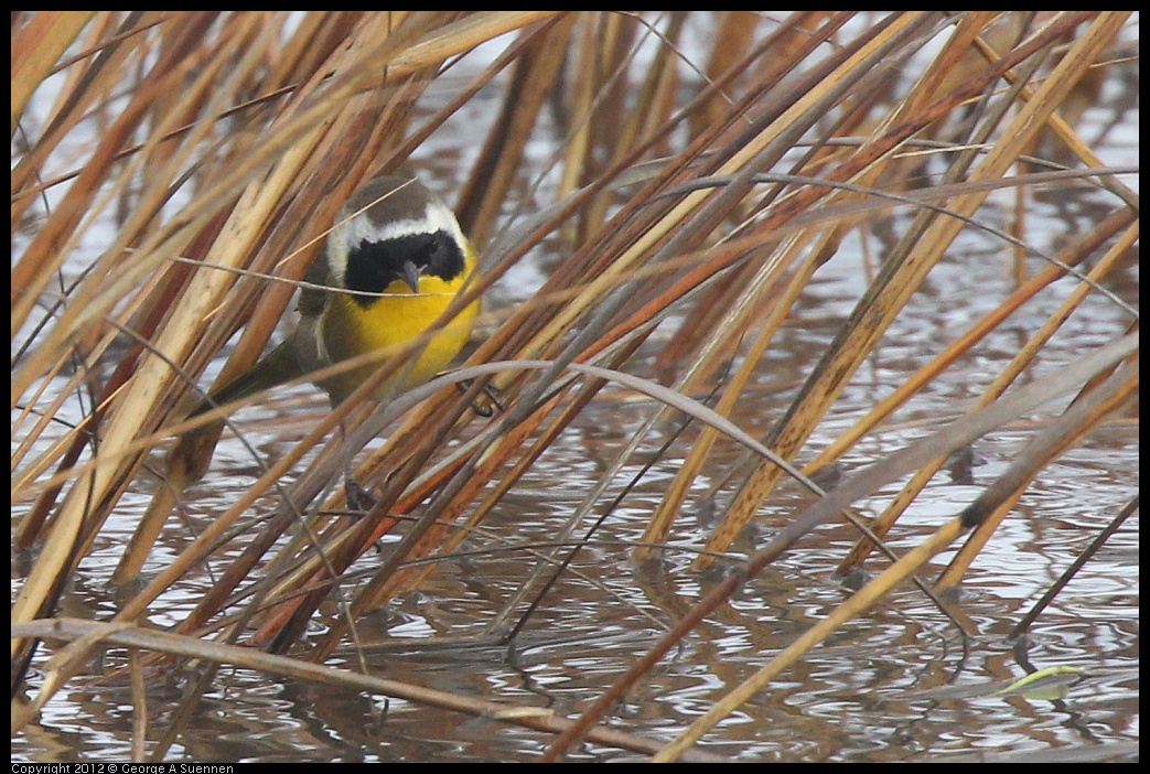 0121-102924-03.jpg - Common Yellowthroat