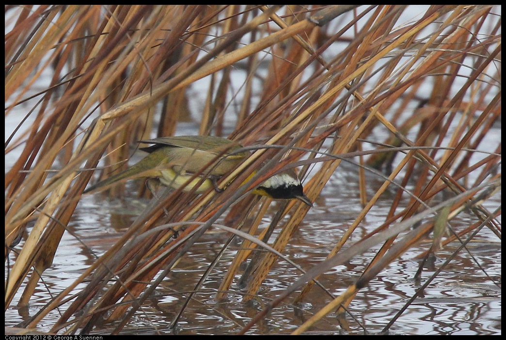 0121-102929-02.jpg - Common Yellowthroat