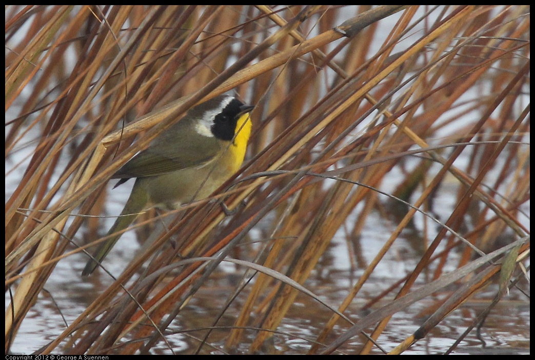 0121-102937-01.jpg - Common Yellowthroat