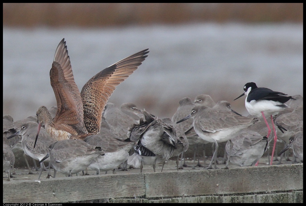 0121-103022-02.jpg - Godwit, Willets, and Stilt