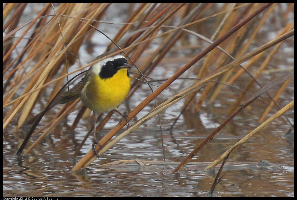 0121-103106-02.jpg - Common Yellowthroat