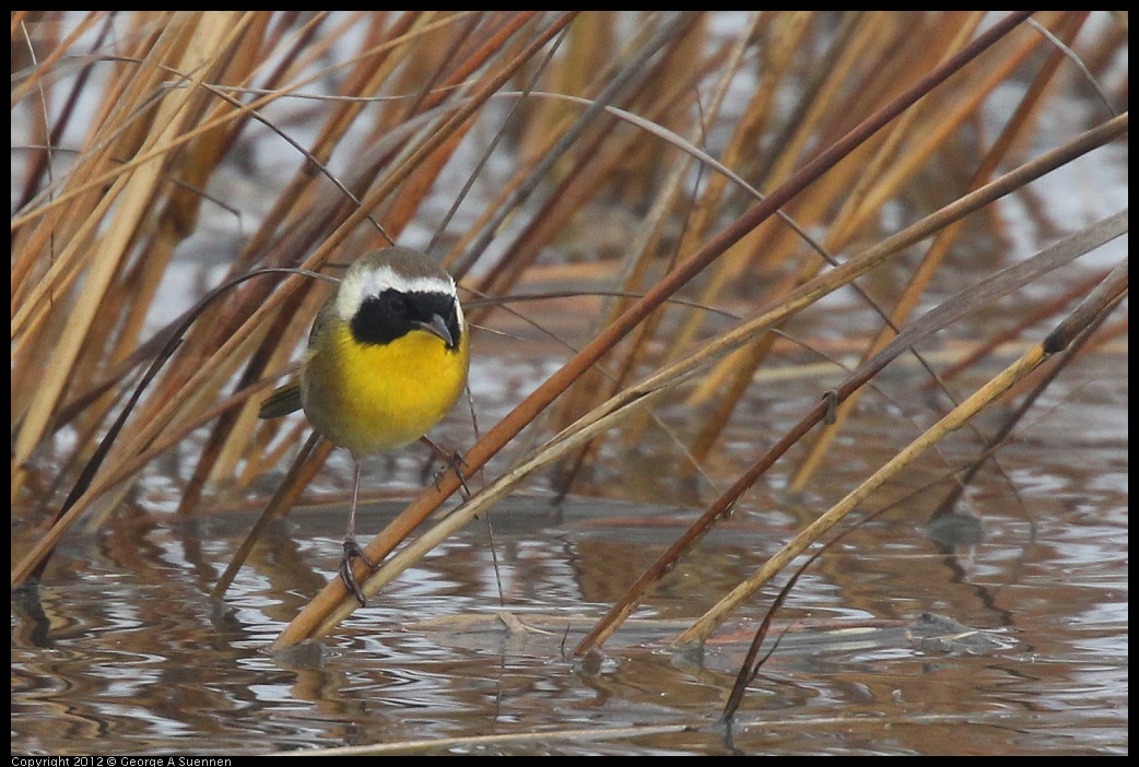 0121-103107-01.jpg - Common Yellowthroat