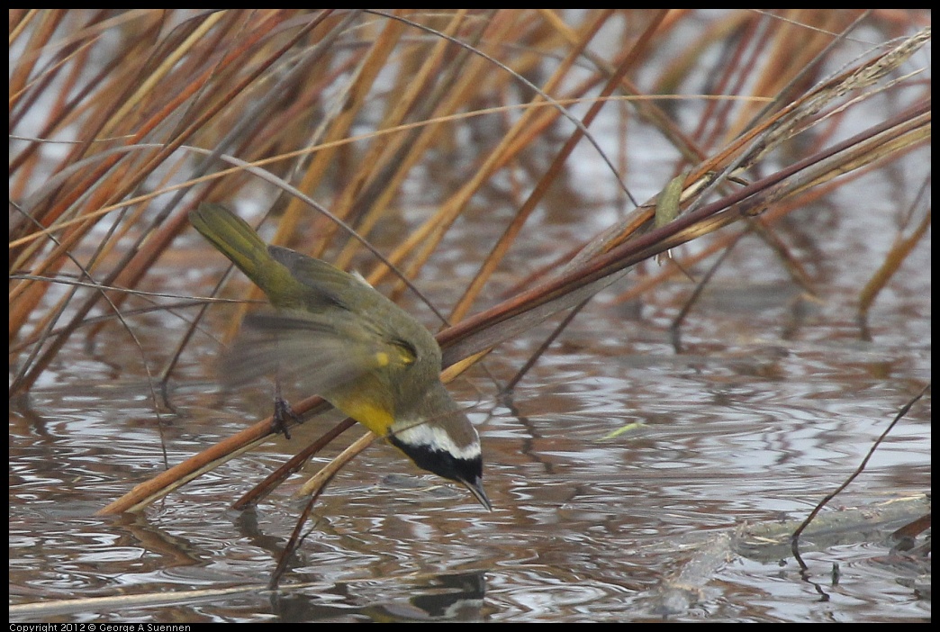 0121-103110-01.jpg - Common Yellowthroat