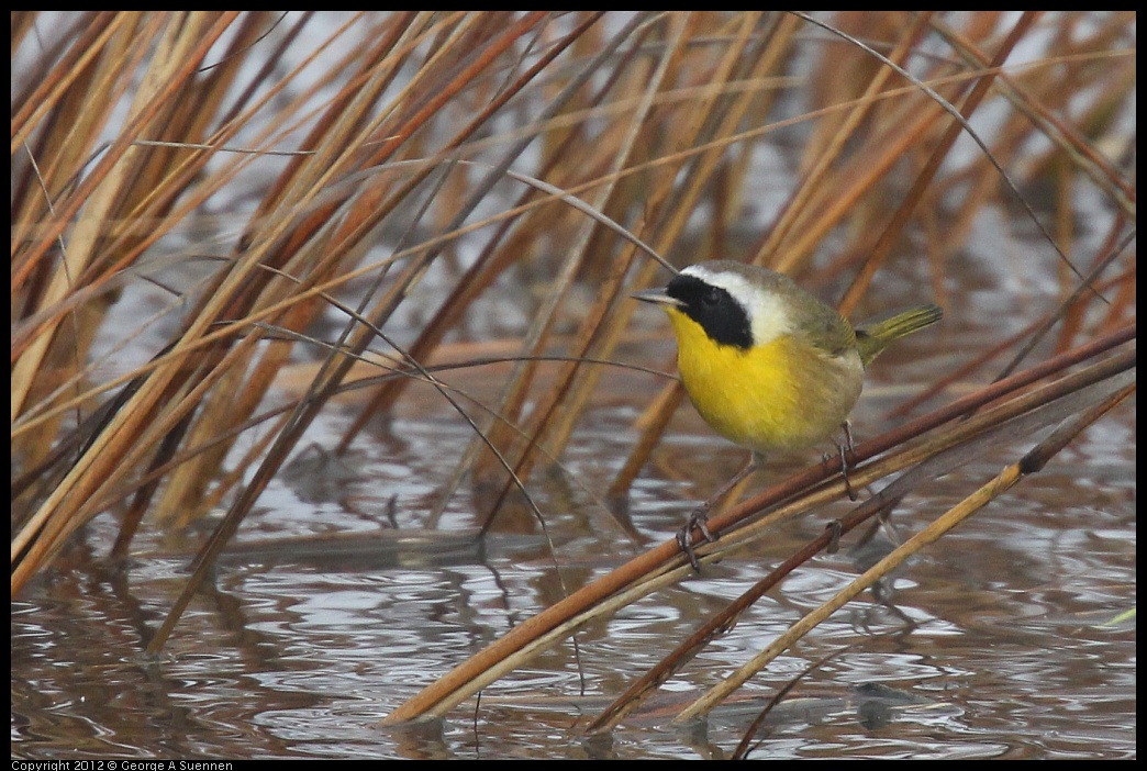 0121-103111-01.jpg - Common Yellowthroat