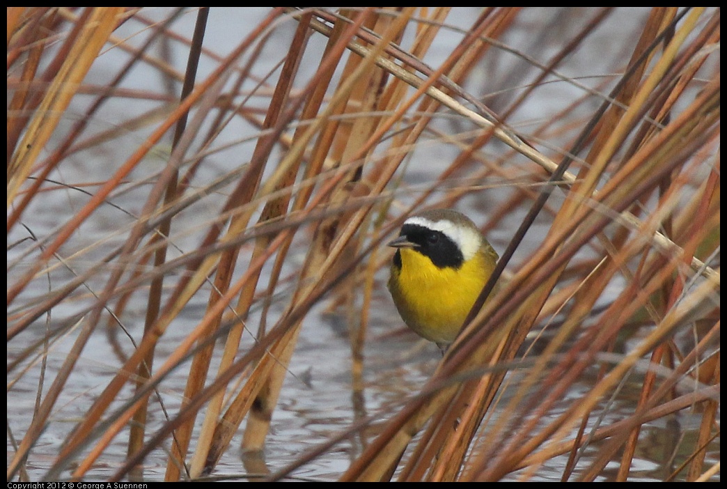 0121-103131-02.jpg - Common Yellowthroat