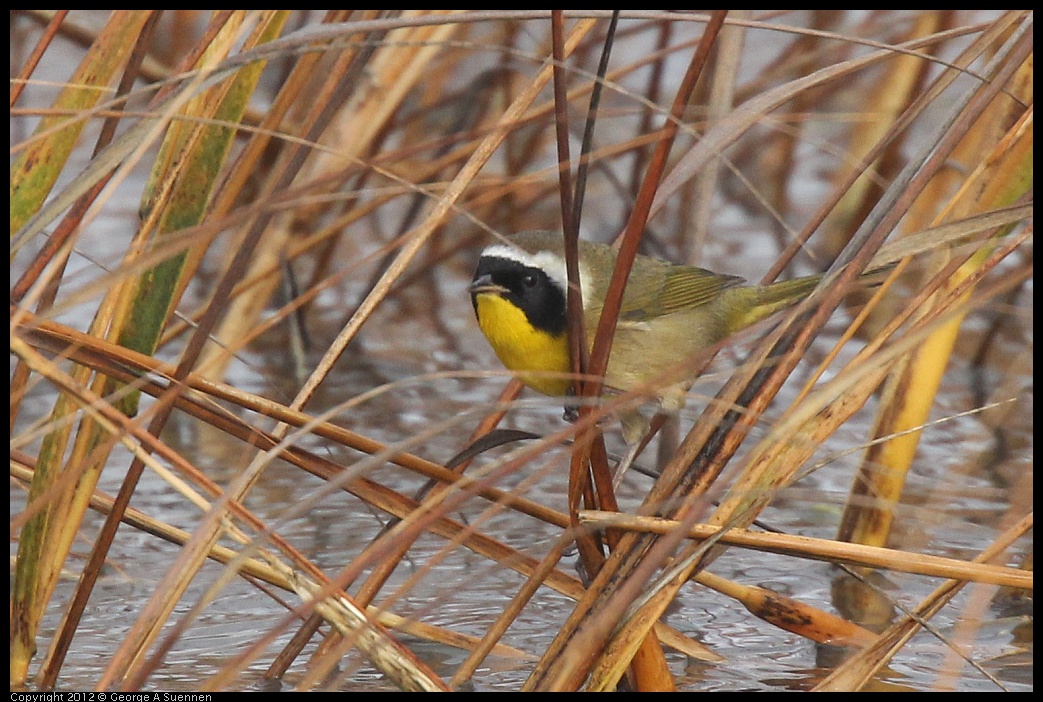 0121-103312-01.jpg - Common Yellowthroat