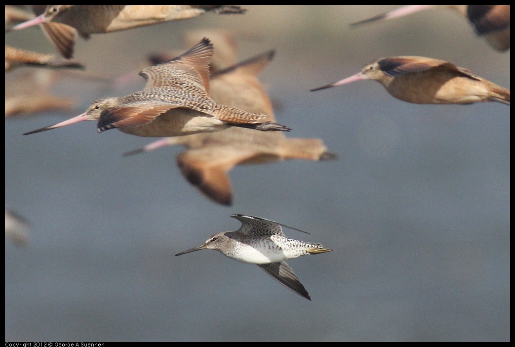 0121-104823-02.jpg - Godwit and Short-billed Dowitcher