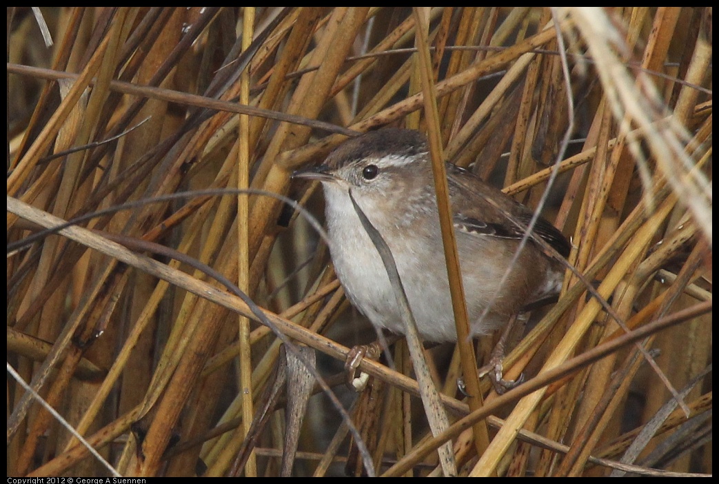 0121-105204-02.jpg - Marsh Wren