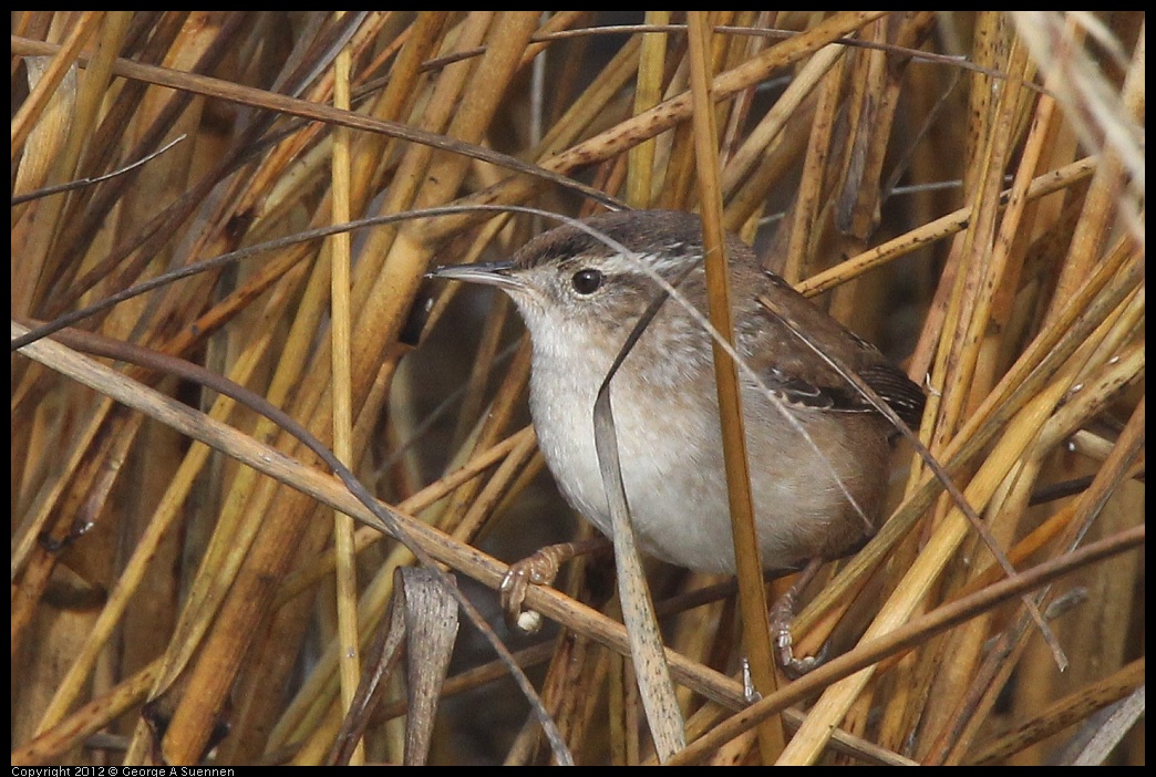 0121-105209-02.jpg - Marsh Wren