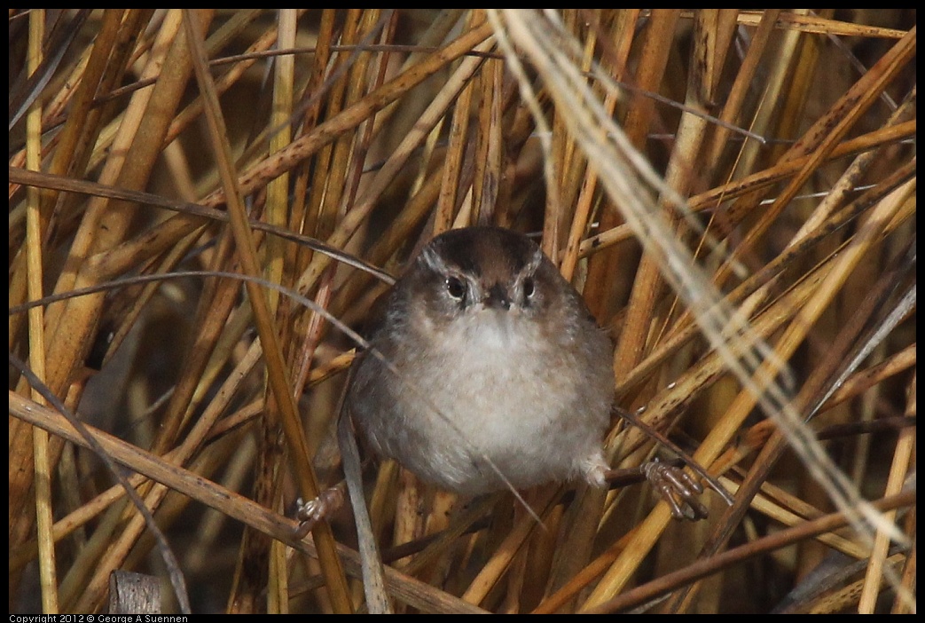 0121-105213-01.jpg - Marsh Wren