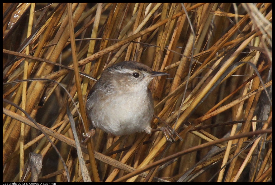 0121-105214-01.jpg - Marsh Wren