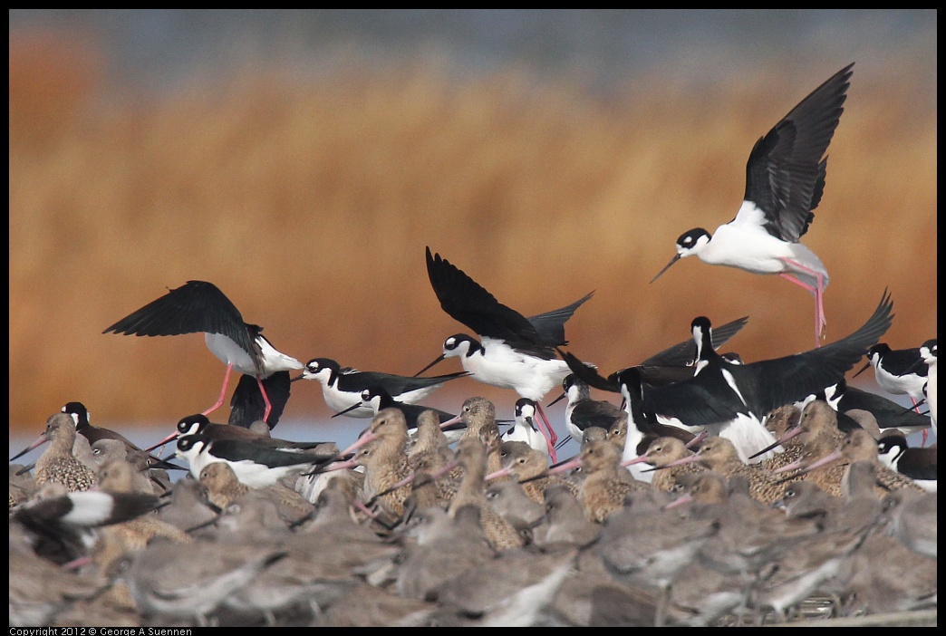 0121-105811-01.jpg - Black-necked Stilt