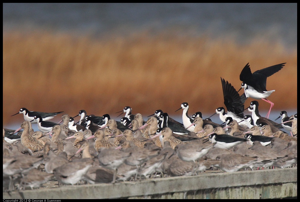 0121-105813-02.jpg - Black-necked Stilt