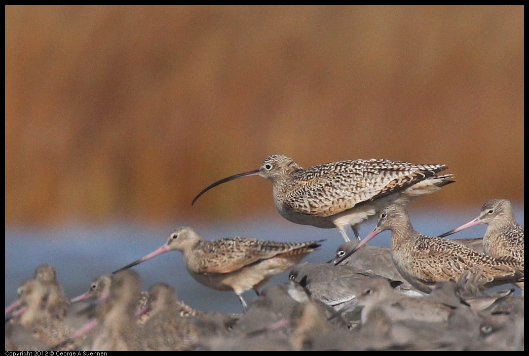 0121-105843-01.jpg - Long-billed Curlew