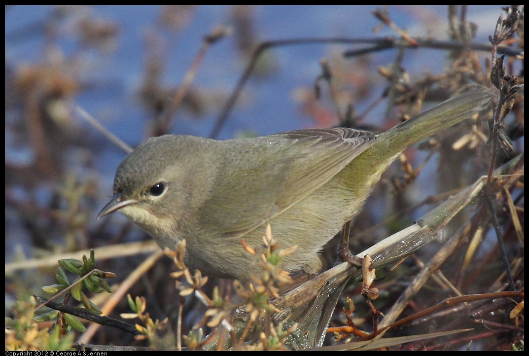 0121-110132-01.jpg - Common Yellowthroat Female