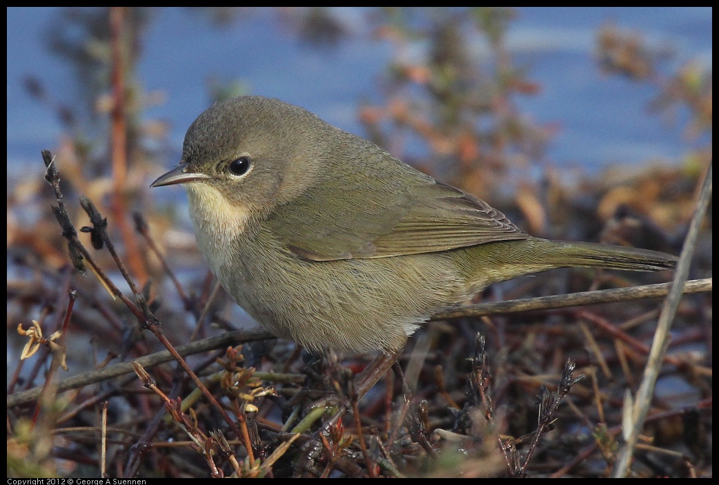 0121-110136-01.jpg - Common Yellowthroat Female