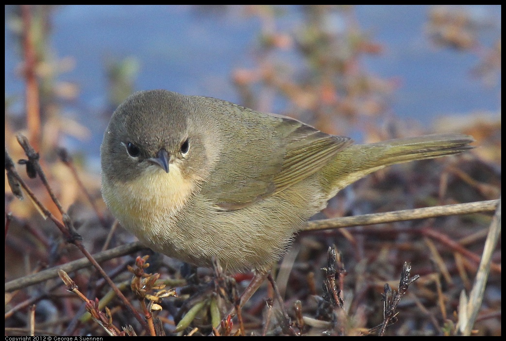 0121-110137-01.jpg - Common Yellowthroat Female