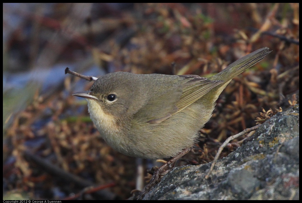 0121-110140-01.jpg - Common Yellowthroat Female